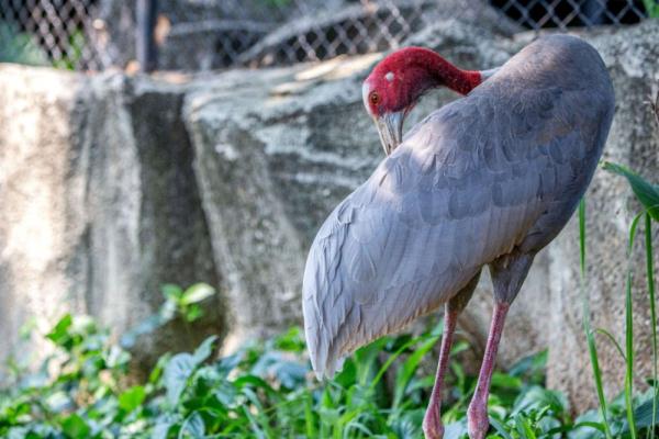 长空亮翅竞自由——泰国保护濒危赤颈鹤初见成效 长空亮翅竞自由——泰国保护濒危赤颈鹤初见成效