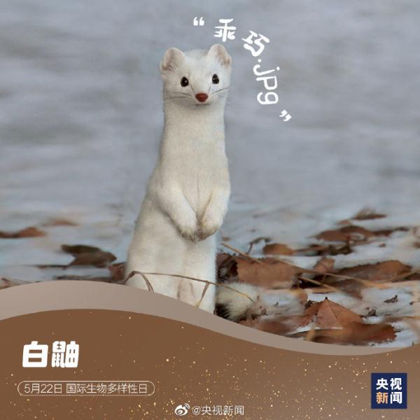 国际生物多样性日,请查收这些“神奇动物”表情包 国际生物多样性日,请查收这些“神奇动物”表情包