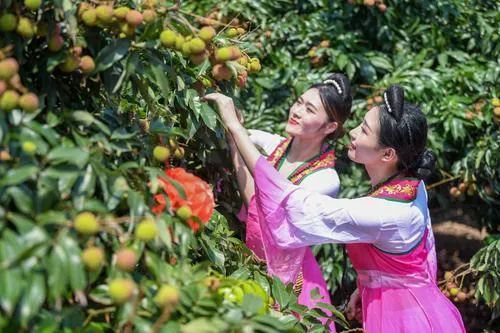 海南这么给“荔”!刚挂果就卖光…… 海南这么给“荔”!刚挂果就卖光……
