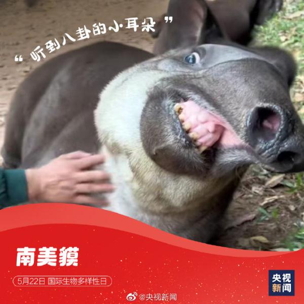 国际生物多样性日,请查收这些“神奇动物”表情包 国际生物多样性日,请查收这些“神奇动物”表情包