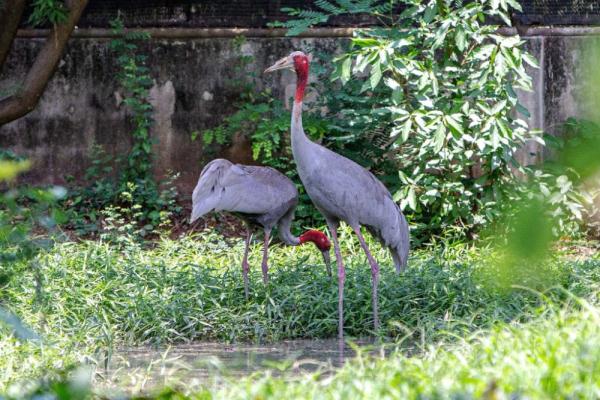 长空亮翅竞自由——泰国保护濒危赤颈鹤初见成效 长空亮翅竞自由——泰国保护濒危赤颈鹤初见成效