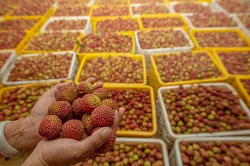 海南这么给“荔”!刚挂果就卖光…… 海南这么给“荔”!刚挂果就卖光……