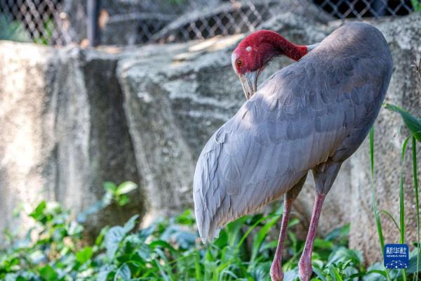 泰国保护濒危赤颈鹤初见成效 泰国保护濒危赤颈鹤初见成效