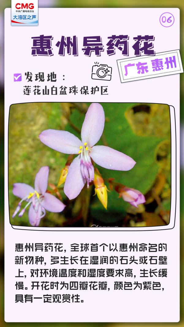 大湾区发现了神秘新生物，不一般！