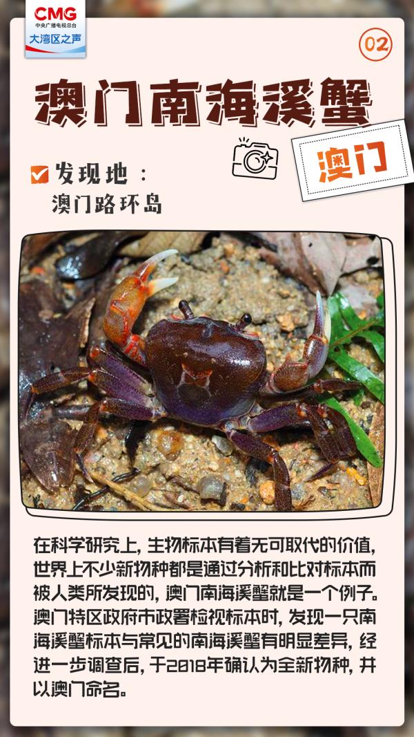 大湾区发现了神秘新生物，不一般！