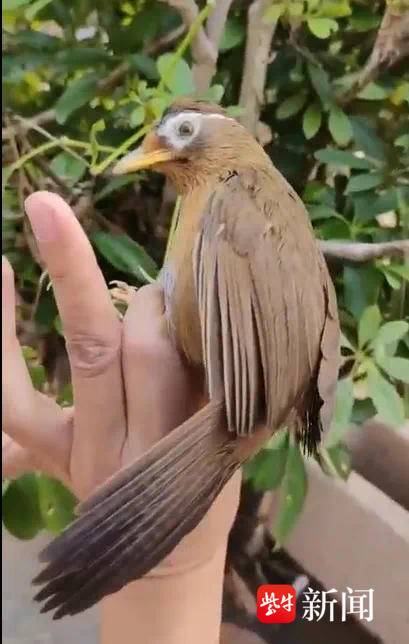 一审宣判!1200多只野生画眉鸟被捕捉售卖,四人获刑刑期最高五年半 一审宣判!1200多只野生画眉鸟被捕捉售卖,四人获刑刑期最高五年半