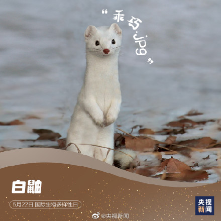 这些神奇动物是表情包的常客