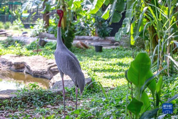 泰国保护濒危赤颈鹤初见成效 泰国保护濒危赤颈鹤初见成效