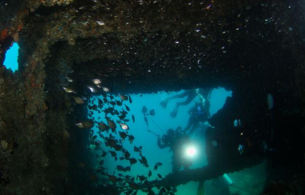 海南三亚:热带海洋牧场里的多彩生物世界 海南三亚:热带海洋牧场里的多彩生物世界
