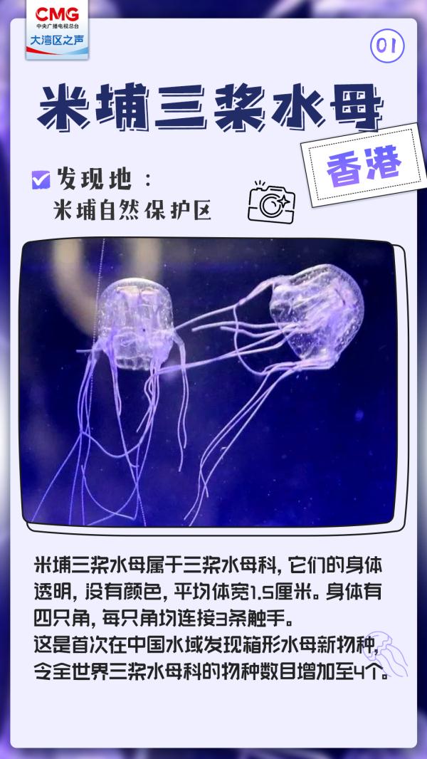 大湾区发现了神秘新生物，不一般！