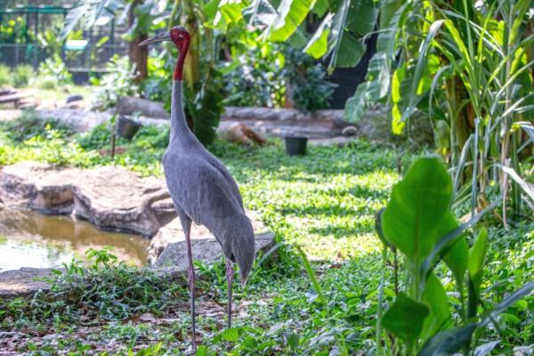 长空亮翅竞自由——泰国保护濒危赤颈鹤初见成效 长空亮翅竞自由——泰国保护濒危赤颈鹤初见成效