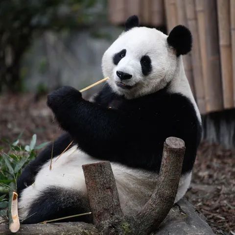朱鹮、大熊猫、藏羚羊……它们从灭绝边缘绝地重生！
