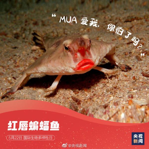 国际生物多样性日,请查收这些“神奇动物”表情包 国际生物多样性日,请查收这些“神奇动物”表情包