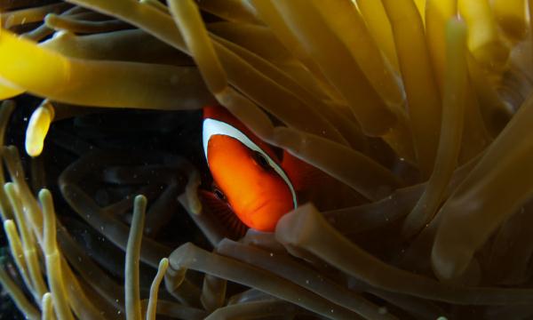 海南三亚:热带海洋牧场里的多彩生物世界 海南三亚:热带海洋牧场里的多彩生物世界