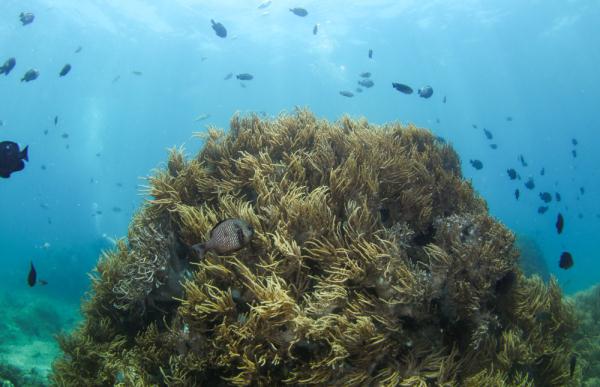 海南三亚:热带海洋牧场里的多彩生物世界 海南三亚:热带海洋牧场里的多彩生物世界