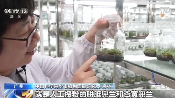 华南国家植物园濒危野生兜兰获新生 华南国家植物园濒危野生兜兰获新生