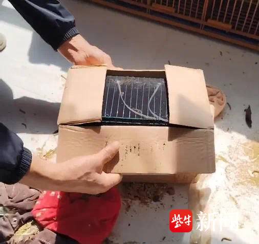 一审宣判!1200多只野生画眉鸟被捕捉售卖,四人获刑刑期最高五年半 一审宣判!1200多只野生画眉鸟被捕捉售卖,四人获刑刑期最高五年半