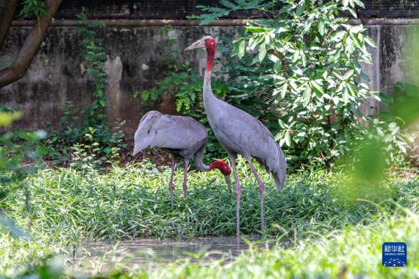 泰国保护濒危赤颈鹤初见成效 泰国保护濒危赤颈鹤初见成效