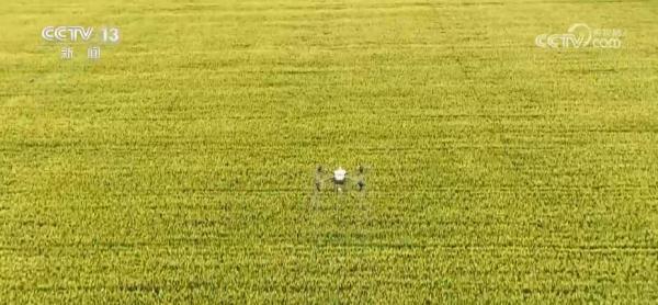 沿黄数万亩高标准农田小麦丰收在望