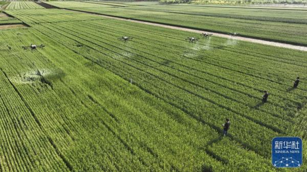 河北遵化:“农田保姆”助农增收 河北遵化:“农田保姆”助农增收