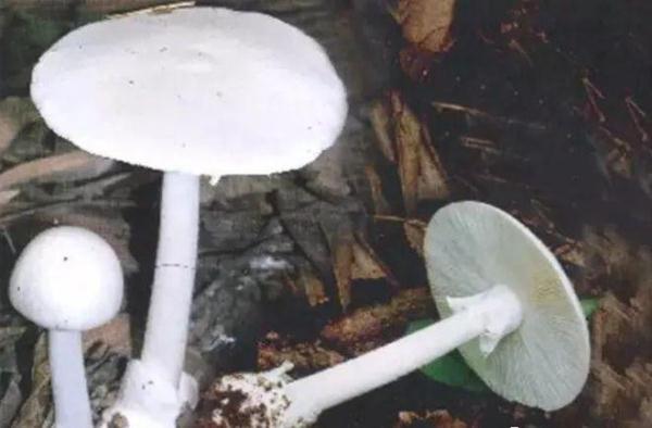 野生蘑菇迎来旺季，常见毒蘑菇有哪些？