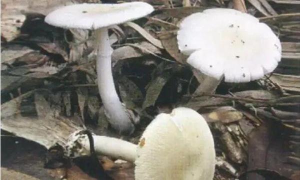 野生蘑菇迎来旺季，常见毒蘑菇有哪些？