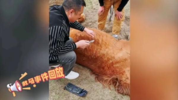 居然收到一匹马!连厅长都被惊动了 居然收到一匹马!连厅长都被惊动了