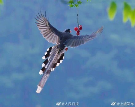 灵动!西湖边的吉祥鸟好美 灵动!西湖边的吉祥鸟好美