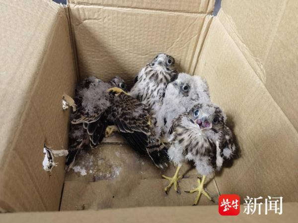 5只幼鸟来“做客”,警民联手救助红隼幼鸟 5只幼鸟来“做客”,警民联手救助红隼幼鸟
