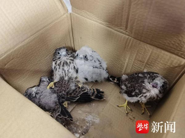 5只幼鸟来“做客”,警民联手救助红隼幼鸟 5只幼鸟来“做客”,警民联手救助红隼幼鸟