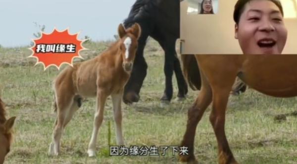 居然收到一匹马！