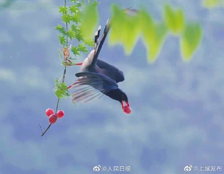 灵动!西湖边的吉祥鸟好美 灵动!西湖边的吉祥鸟好美