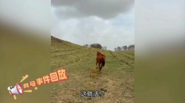 居然收到一匹马！