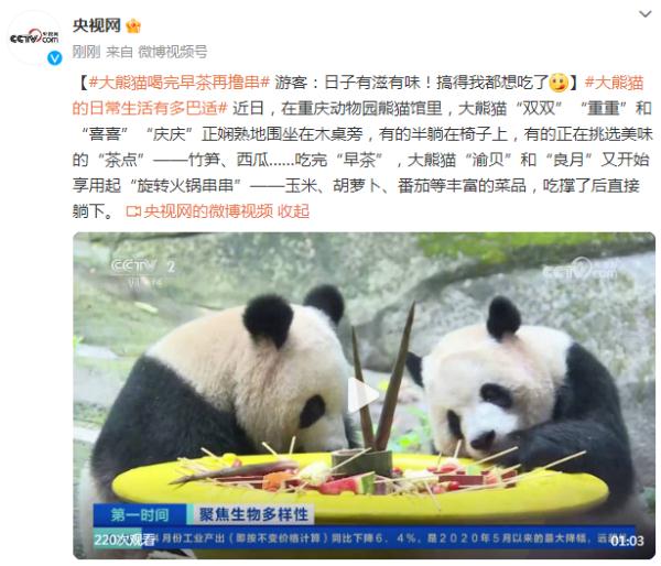 大熊猫喝完早茶再撸串，游客：日子有滋有味！搞得我都想吃了