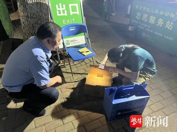 5只幼鸟来“做客”,警民联手救助红隼幼鸟 5只幼鸟来“做客”,警民联手救助红隼幼鸟