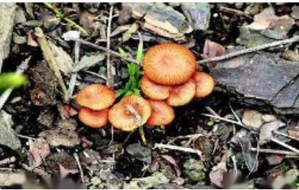 野生蘑菇迎来旺季，常见毒蘑菇有哪些？