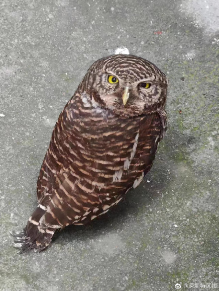 深圳街头被救的小猫头鹰原来是保护动物