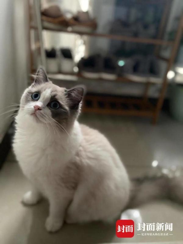宠物猫被邻居高空扔下活活摔死，警方已调查