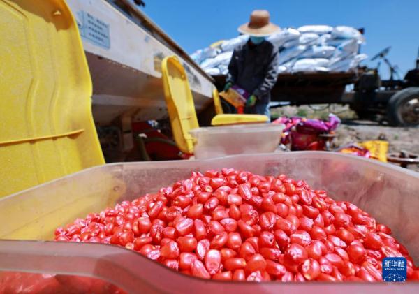 河北唐山:播种玉米大豆正当时 河北唐山:播种玉米大豆正当时