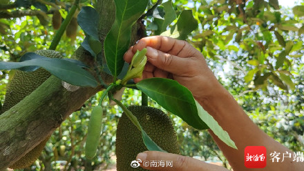 三亚榴莲蜜将迎丰收季 三亚榴莲蜜将迎丰收季
