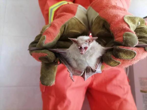 【惊心】胆小者莫入！近百只蝙蝠“入侵”银川一住户家中……