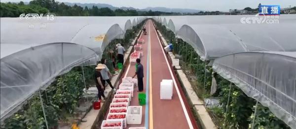 因地制宜谋发展 订单农业扩展种植户销售网络 因地制宜谋发展 订单农业扩展种植户销售网络