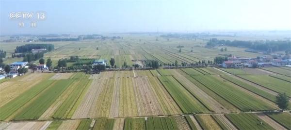 山东菏泽35万亩大蒜喜获丰收 产业链条延伸助力就业增收