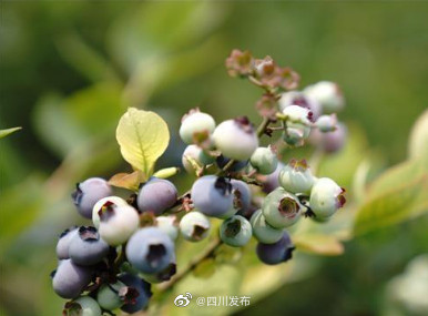 30万斤!成都新都蓝莓进入丰收季 30万斤!成都新都蓝莓进入丰收季