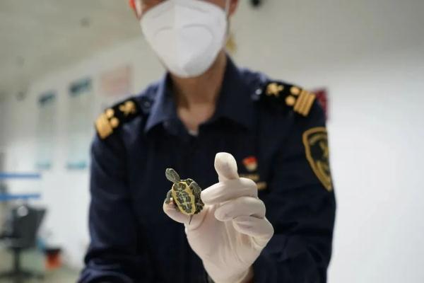 注意！广州、深圳、江门“异宠”入境→