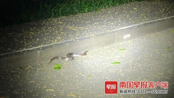 吓人!公园惊现眼镜蛇吓坏游客,园方提醒…… 吓人!公园惊现眼镜蛇吓坏游客,园方提醒……