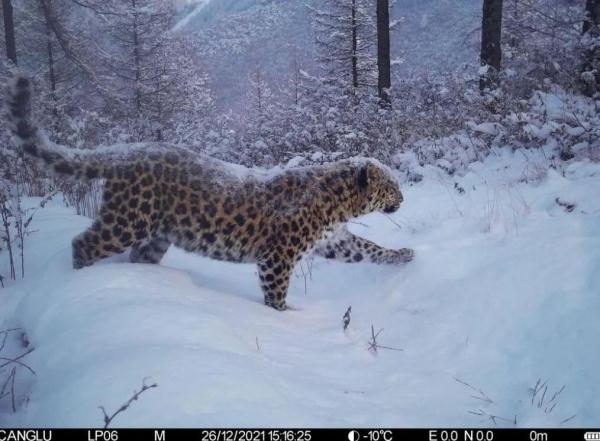 估算30只左右！宁夏六盘山成华北豹栖息乐土