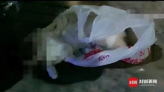 宠物猫被邻居高空扔下活活摔死，警方已调查