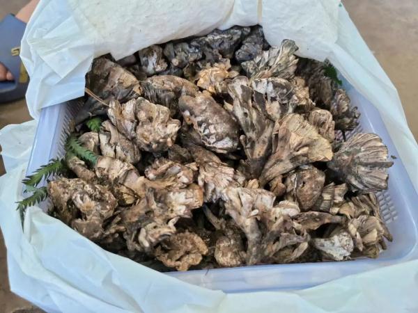 “头水”牛肝菌:2600元—3500元/公斤! “头水”牛肝菌:2600元—3500元/公斤!