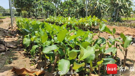 三亚榴莲蜜将迎丰收季 三亚榴莲蜜将迎丰收季